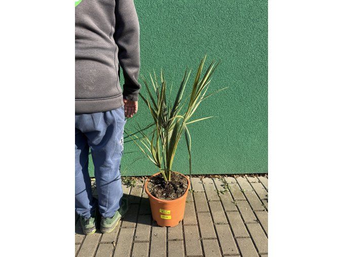 Sabal palmetto 90 cm