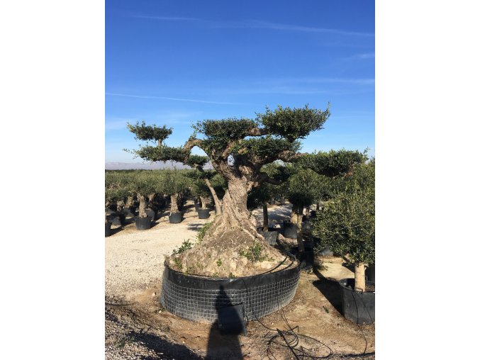 Olea europea , Olivovník, exemplař. 250 let.