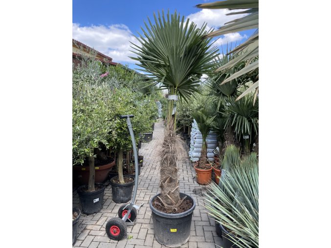 Trachycarpus fortunei, výška 250 cm, kmen 100 cm