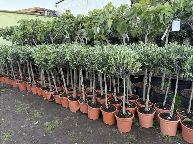 Olea europea - Olivovník 100 cm