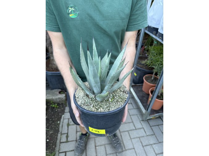 Agave Neomexicana, 22 cm -20C