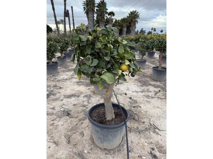 GREPOVNÍK , CITRUS PARADISI. 170 CM