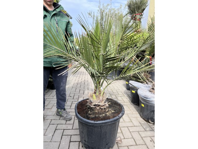 JUBAEA CHILENSIS, CHILSKÁ PALMA 130 cm