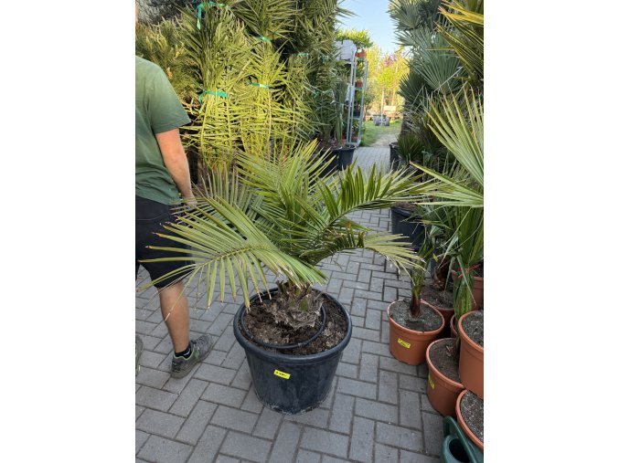 JUBAEA CHILENSIS, CHILSKÁ PALMA 130 cm
