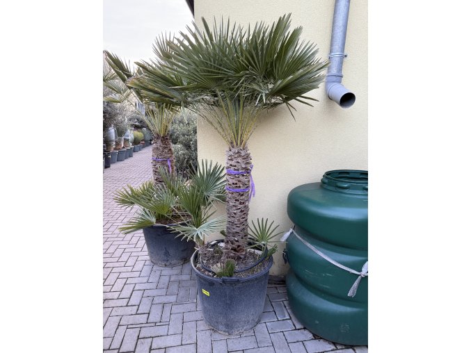 CHAMAEROPS HUMILIS,  ŽUMARA 200 cm