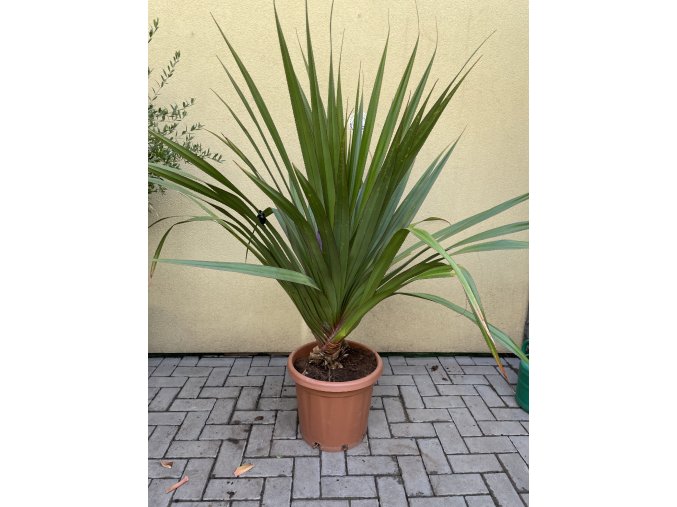 PANDANUS, PANDÁN, PŮVOD ROSTLINY ŠPANĚLSKO. 140 cm