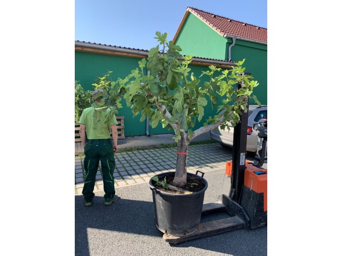 Ficus carica, fíkovník. 200 cm