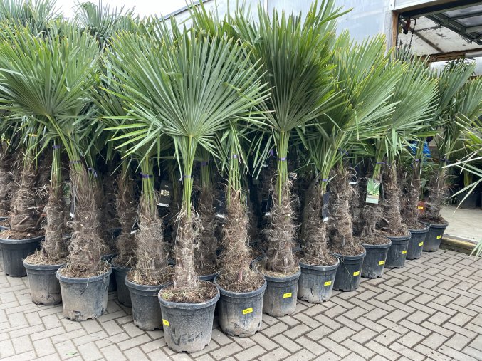 TRACHYCARPUS FORTUNEI, výška 180 cm, kmen 50 cm