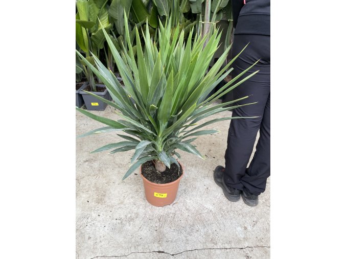 YUCCA ELEGANS, JUKA, PŮVOD ROSTLINY ŠPANĚLSKO. 80 CM