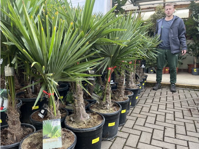 Trachycarpus fortunei,  výška 110 cm, kmen 20 cm