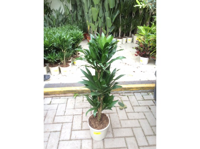 DRACAENA COMPACTA, DRACENA, PŮVOD ROSTLINY ŠPANĚLSKO. 95 CM