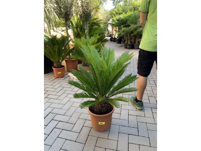 Cycas revoluta, Cykas revoluta, původ Španělsko 90 cm, JEDNOTNÁ CENA PRONÁJMU NA 1-7 DNÍ.