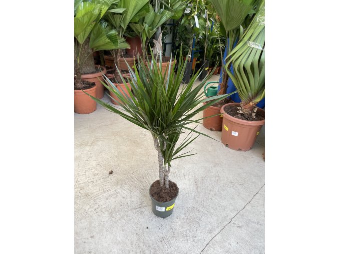 DRACAENA MARGINATA, DRACENA, PŮVOD ROSTLINY ŠPANĚLSKO. 100 CM