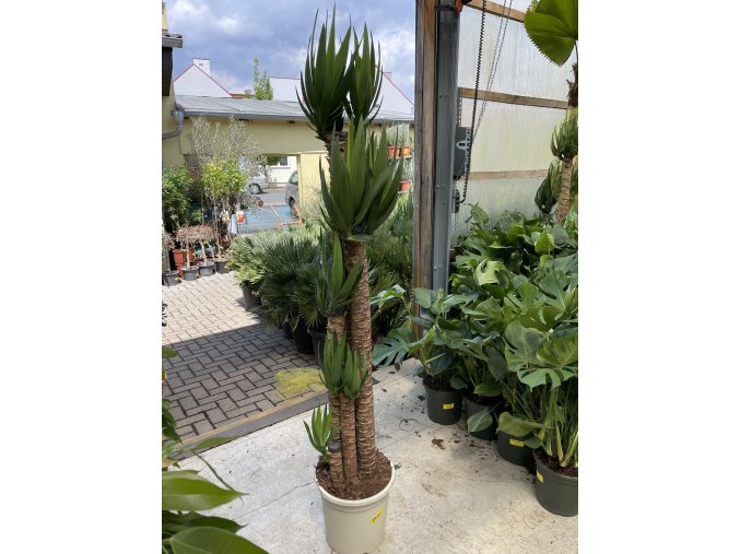 YUCCA ELEGANS, JUKA, PŮVOD ROSTLINY ŠPANĚLSKO. 180 CM