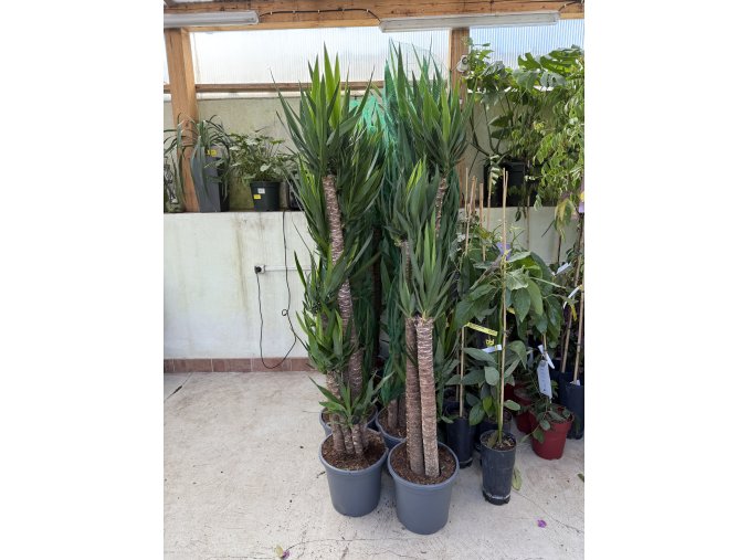 YUCCA ELEGANS 180 CM