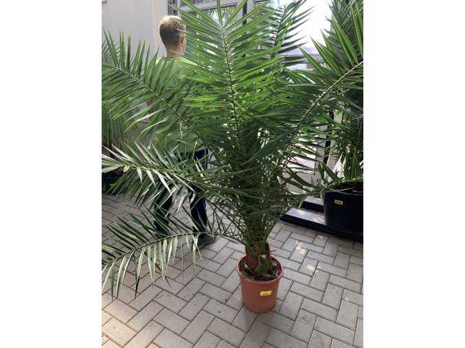 PHOENIX CANARIENSIS,DATLOVÁ PALMA, DATLOVNÍK, 170 CM, JEDNOTNÁ CENA PRONÁJMU NA 1-7 DNÍ.