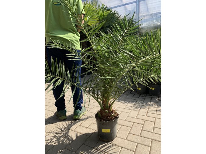 PHOENIX CANARIENSIS,DATLOVÁ PALMA, DATLOVNÍK, 100 CM, JEDNOTNÁ CENA PRONÁJMU NA 1-7 DNÍ.