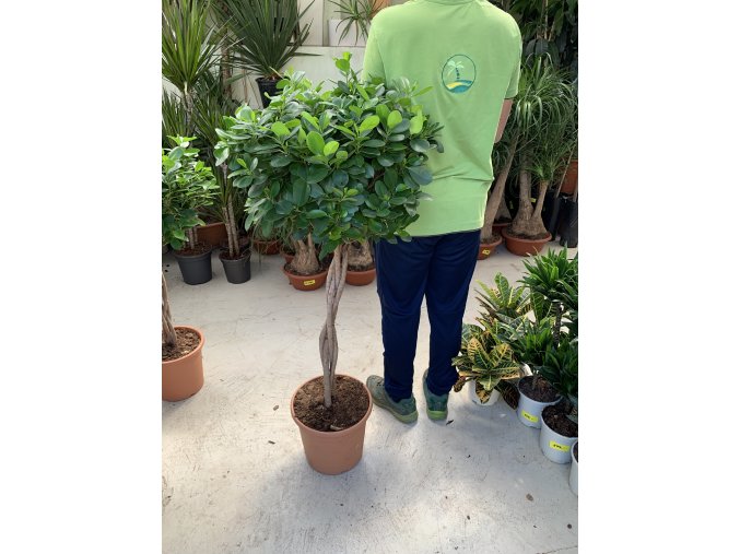 Ficus moclame 130 cm, JEDNOTNÁ CENA PRONÁJMU NA 1-7 DNÍ.