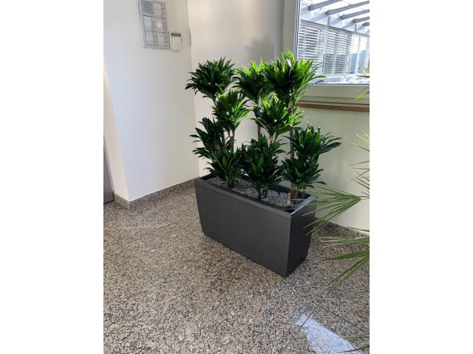 Dracaena compacta + Lechuza cararo