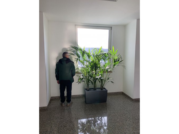 Howea forsteriana + Lechuza cararo