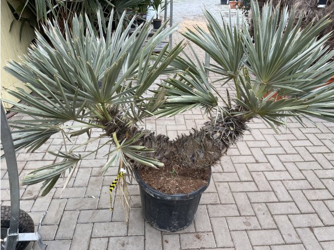 Trithrinax campestris, palma, výška rostliny 130 cm.