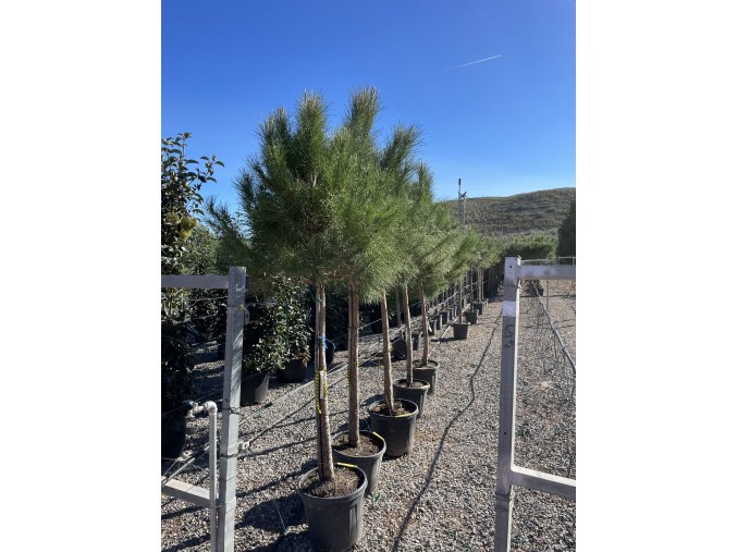 Pinus Pinea 200 cm