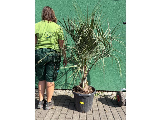 BUTIA CAPITATA 145 CM