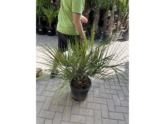 BUTIA CAPITATA 100 CM