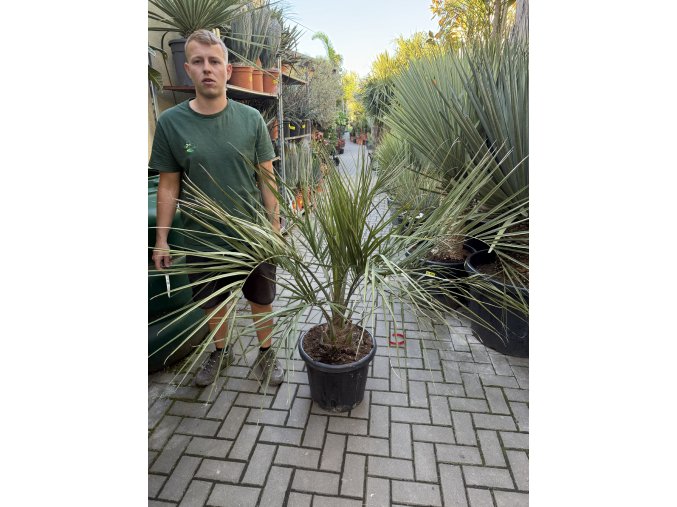 BUTIA CAPITATA 130 CM
