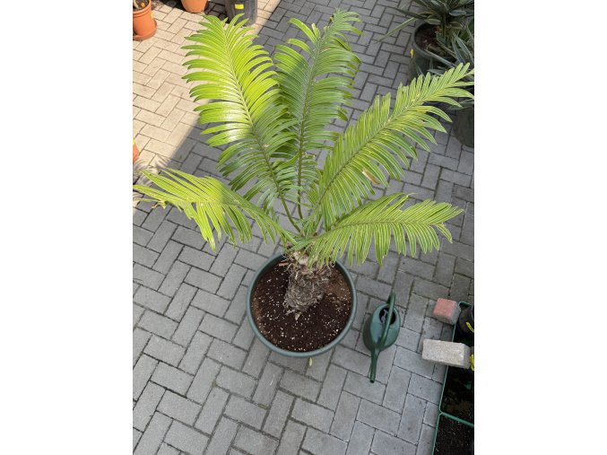 Cycas circinalis 140 cm