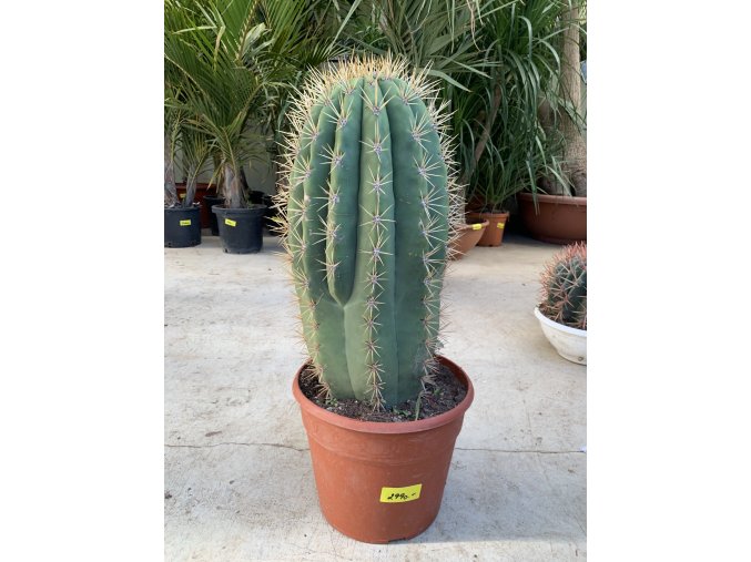 Trichocereus pasacana 50 cm.