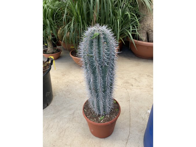 Pachycereus pringlei 55 cm