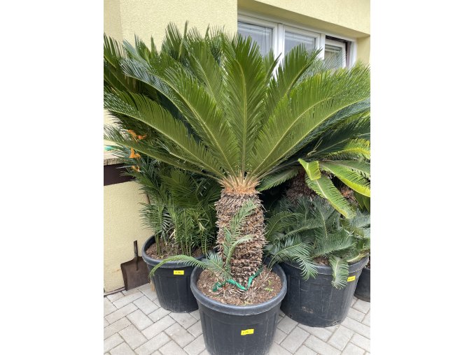 CYCAS REVOLUTA 150 cm