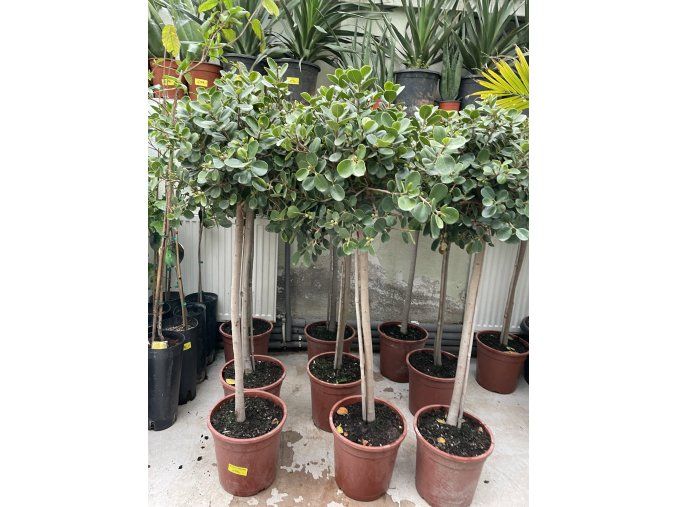 FICUS Panda 120 cm