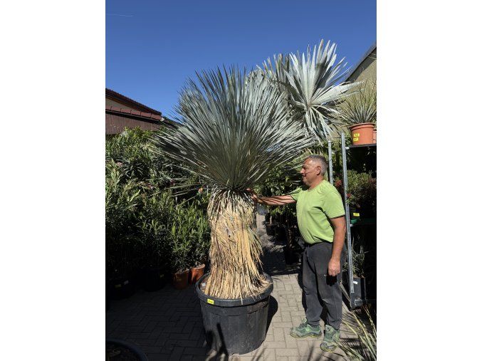 YUCCA ROSTRATA 200 cm