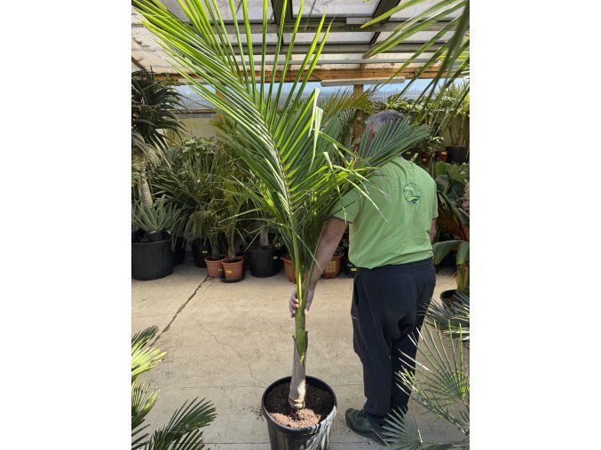 Archontophoenix alexandrae, 160 cm
