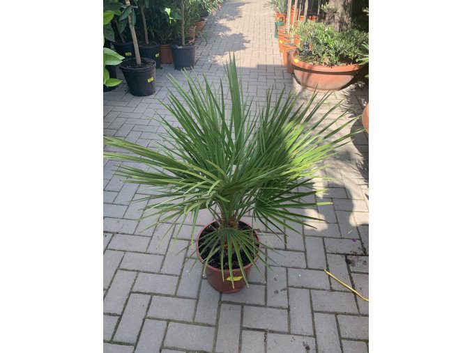 Chamaerops humilis, Trpasličí palma, Žumara, 70 cm.