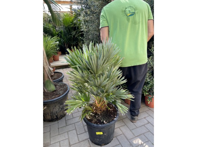 Chamaerops humilis vulcano, 100 cm