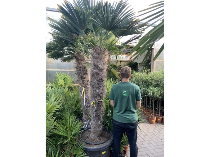 Trachycarpus wagnerianus, výška 250 cm, kmen 140 cm