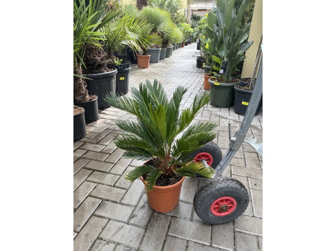 Cycas revoluta 60 cm