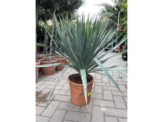 Yucca gloriosa, juka, Výška 70 cm+