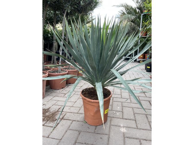 Yucca gloriosa, juka, Výška 90 cm+