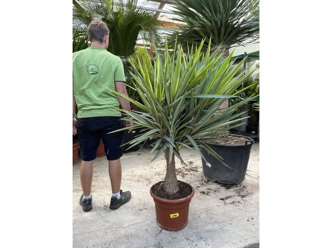 YUCCA PUCK 150 cm.