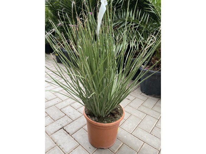 Dasylirion Serratifolium 60 cm.