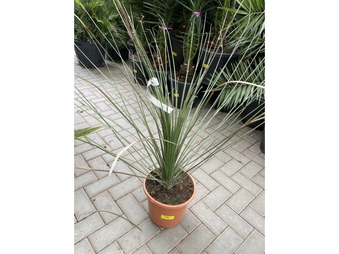 Dasylirion Longissimum 60 cm