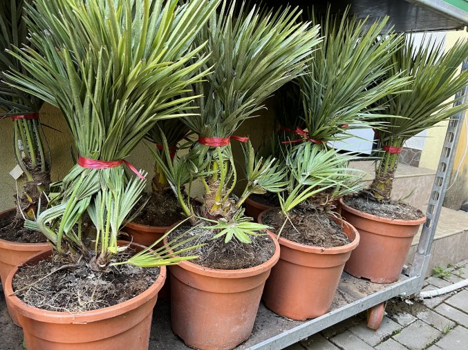 Chamaerops humilis, Žumara 80 cm