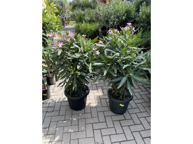 Nerium Oleander - Oleandr 120+  cm