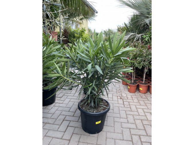 Nerium Oleander 130 cm