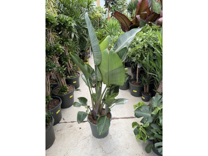 Strelitzia augusta, původ Španělsko 150 cm