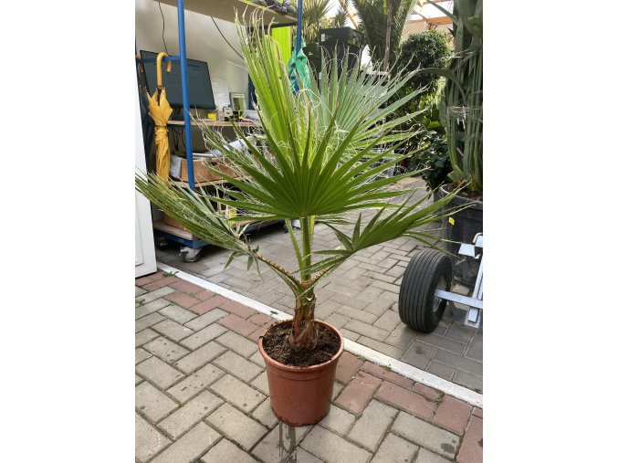 Washingtonia Filifera 100 cm